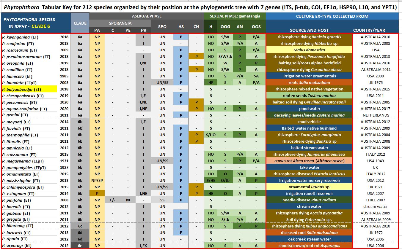    Phytophthora  spp. in subclade 6a:  Morphological Tabular key (PDF) and Tabular key legends (PDF) in IDphy2 KEY SECTION. Notice the data of   P. balyanboodja  Ex-type CBS 143058 = Samp;T BL 186 . Gloria Abad, USDA Samp;T.nbsp;
